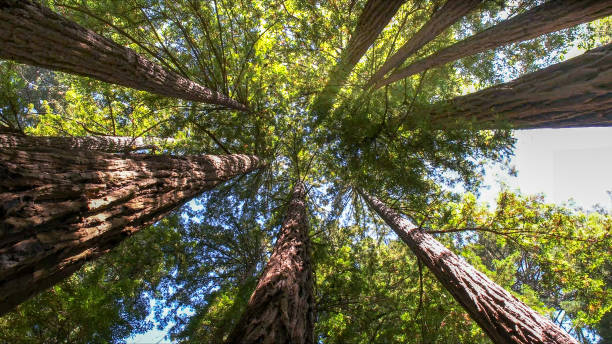 Best Firewood Processing and Delivery  in Planada, CA