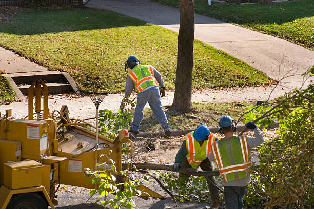 How Our Tree Care Process Works  in  Planada, CA